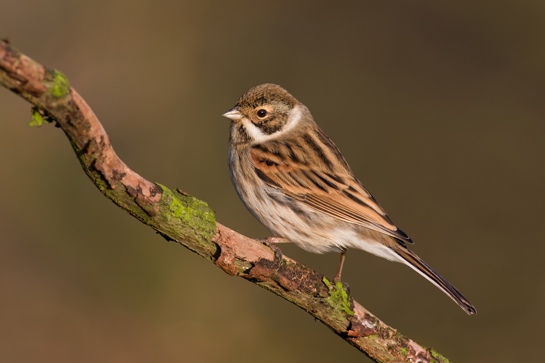 Reed Bunting 2 
